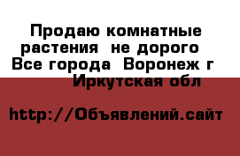 Продаю комнатные растения  не дорого - Все города, Воронеж г.  »    . Иркутская обл.